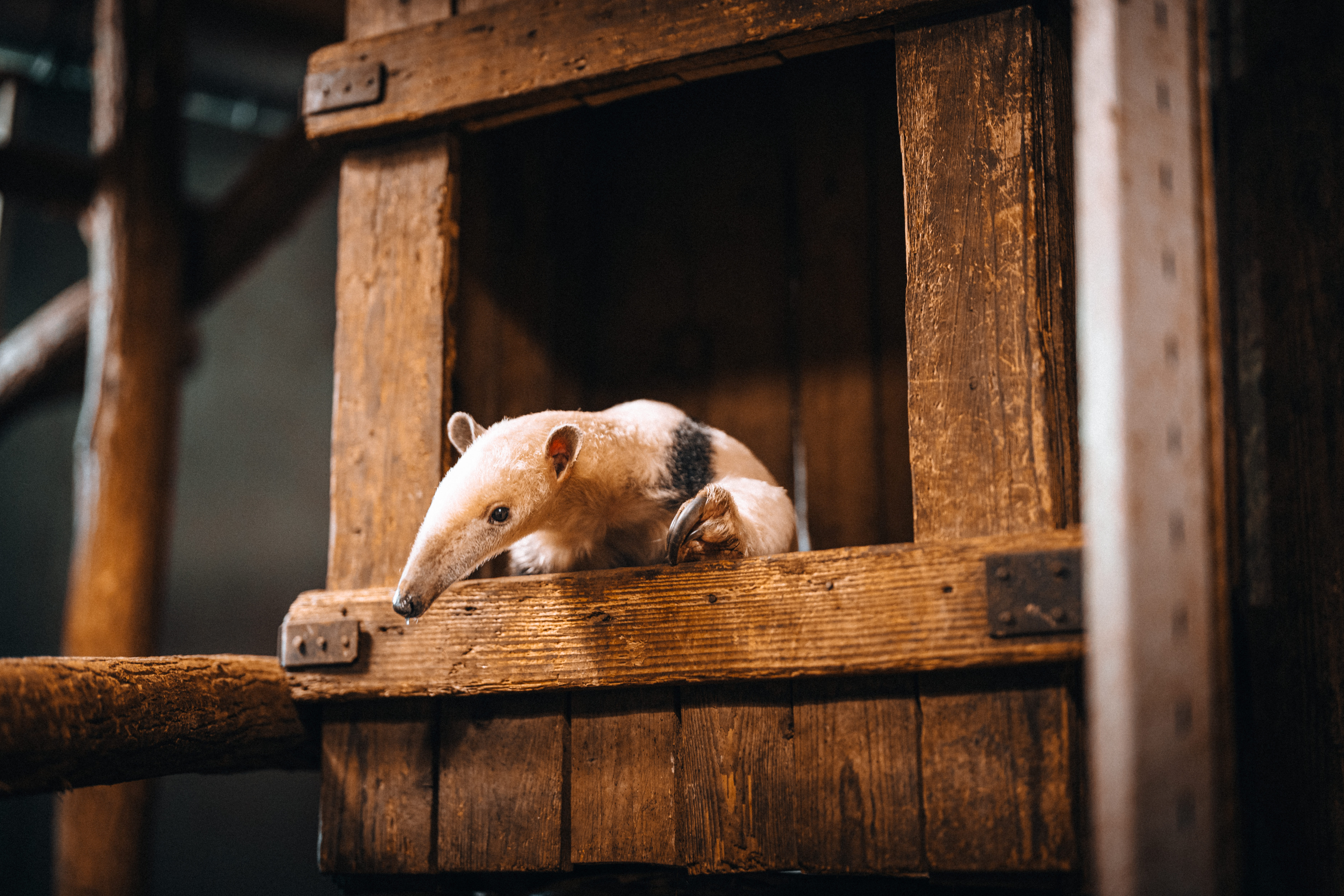 Hof Van Eckberge Novo Mundo 0202997