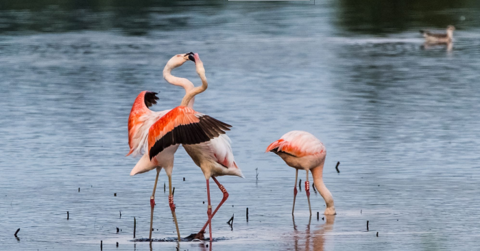 202205 DTB Fietsroute Zwillbrocker Venn