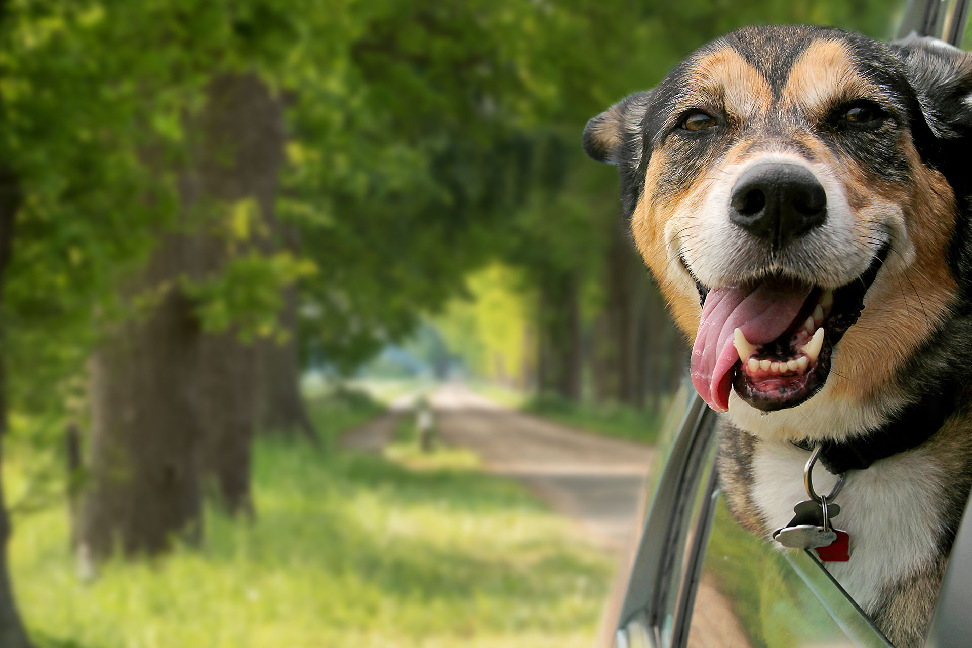 B.C. Aanhoudend Viool Kamperen met uw hond? Wij geven tips! | De Twee Bruggen